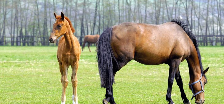 Comment les chevaux sont-ils entraînés pour les courses ?