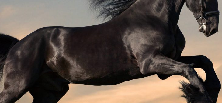 Les plus célèbres chevaux français qui ont gagné des prix